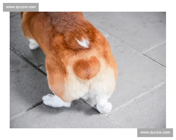 萌宠竞速大赛小狗们飞奔赛场谁将勇夺冠军一探究竟